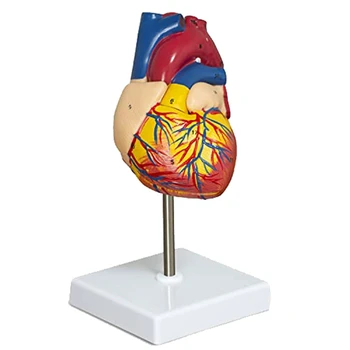 Model Srdce-2-Dílná Luxusní Životní Velikosti Lidské Srdce Model Anatomie S 34 Anatomické Struktury, Anatomické Srdce