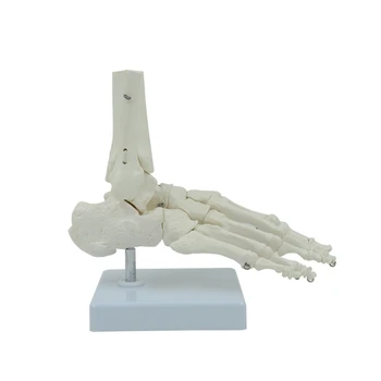 Dropship Flexibilní 1:1 Lidská Noha Kotník Anatomie, Model Lidské Nohy Kostra Model Životní Velikosti